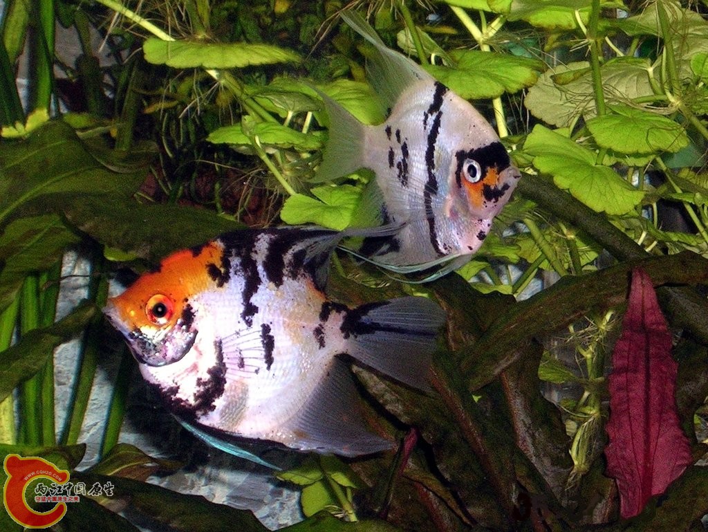 swimming_fish_by_sutoroberii_lea-d3f0wjr.jpg