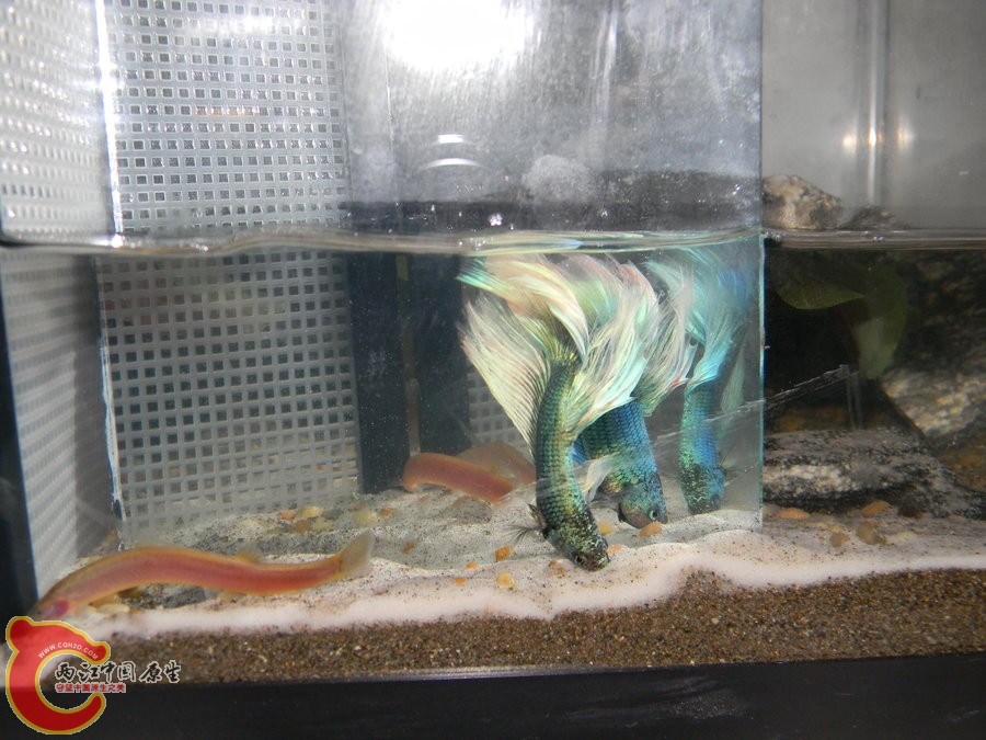 FISH.jpg