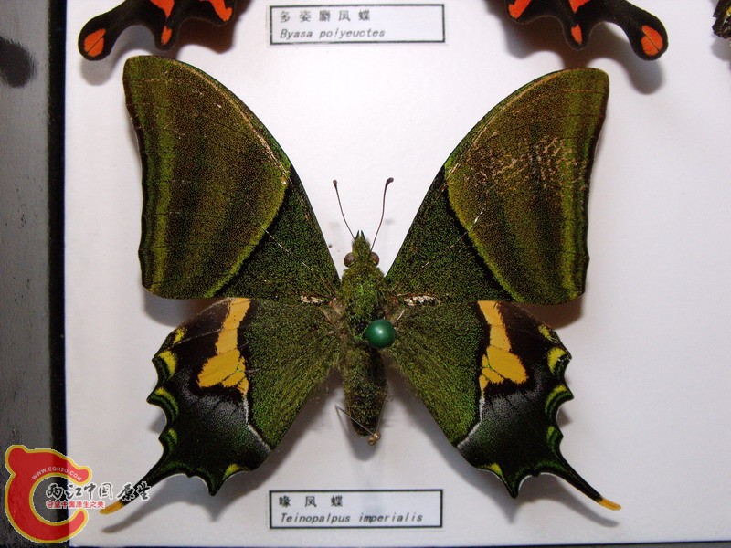 DSCF8832.JPG