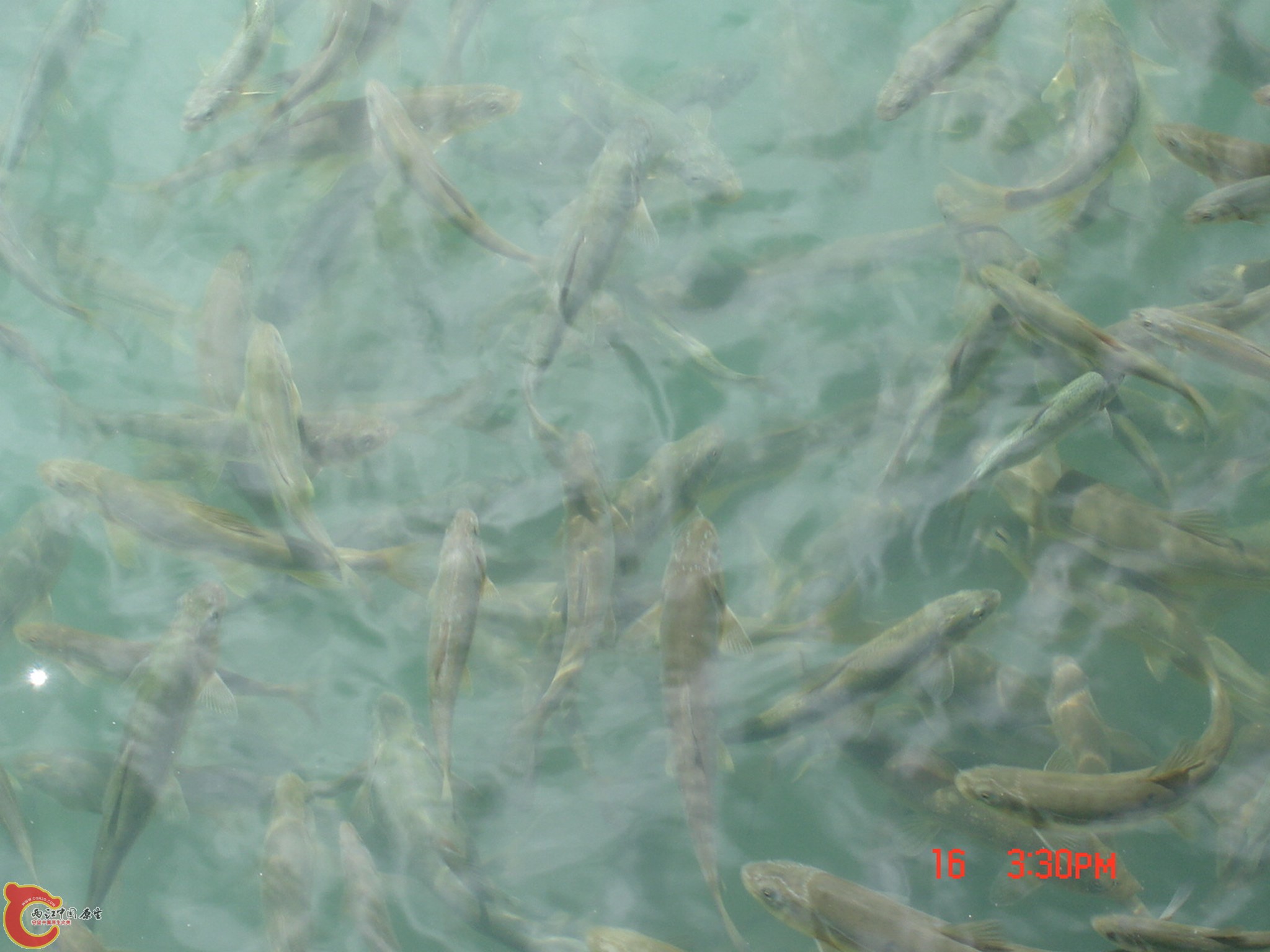 DSC00274.JPG