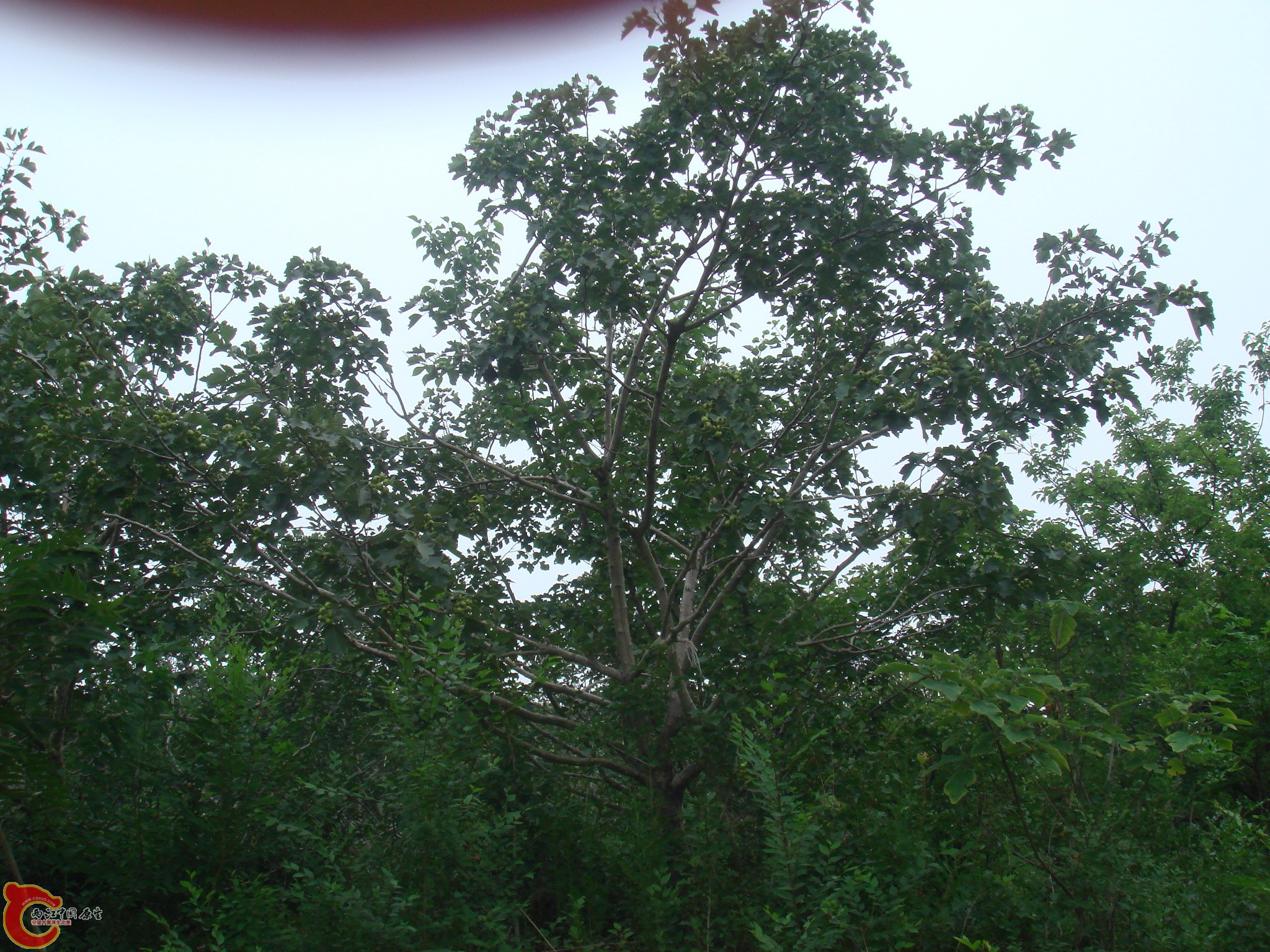 DSC06784.JPG