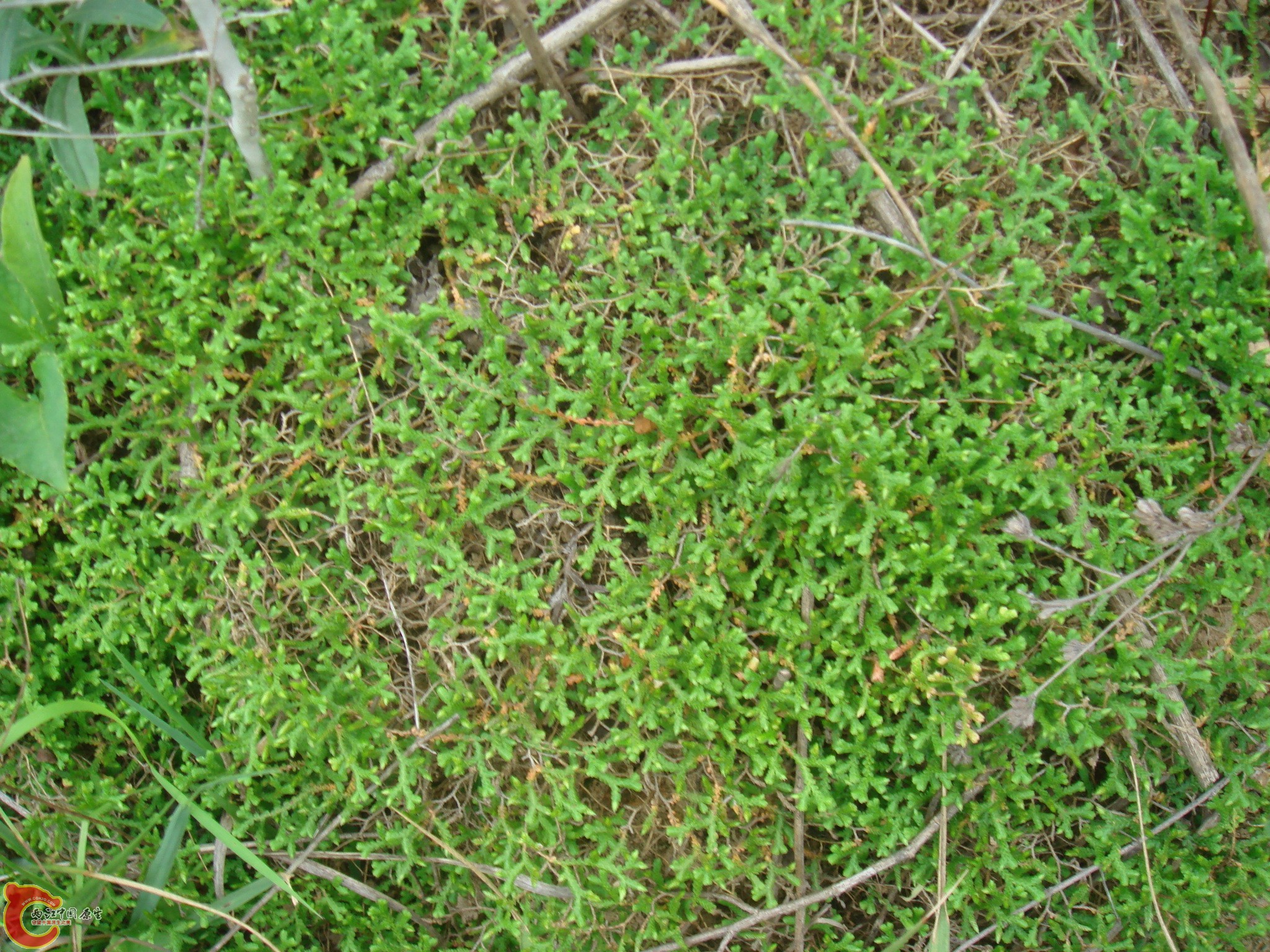 DSC06782.JPG