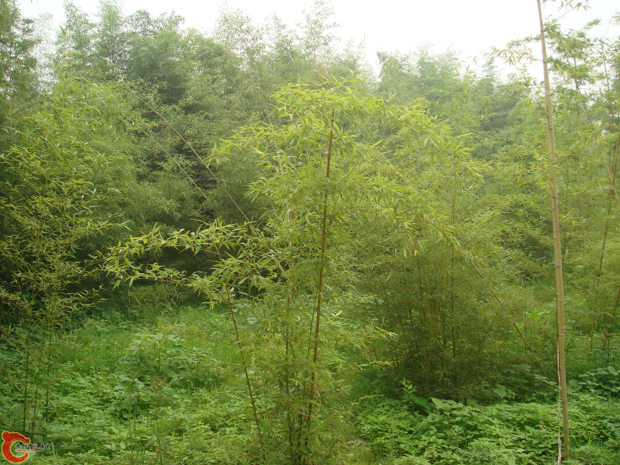 DSC06978.JPG