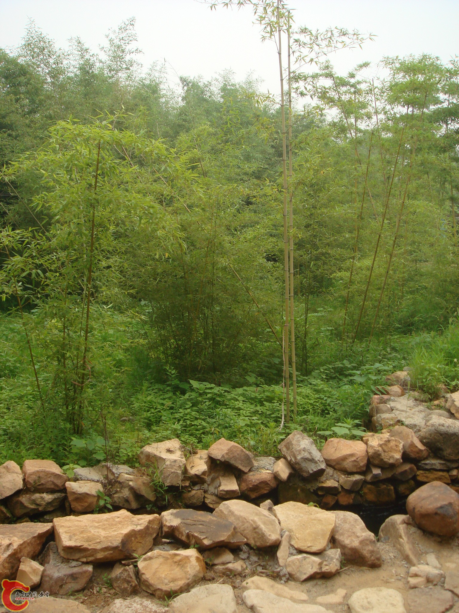 DSC06980.JPG