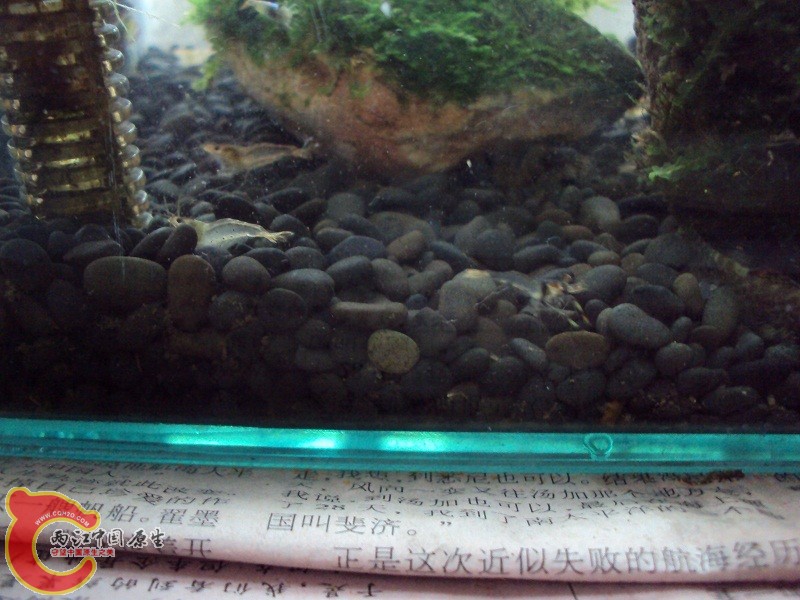 不知道是不是大眼