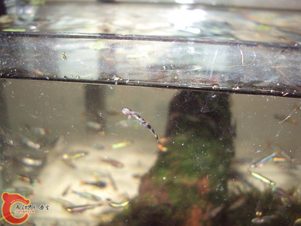 求鉴定,应该是鳅类