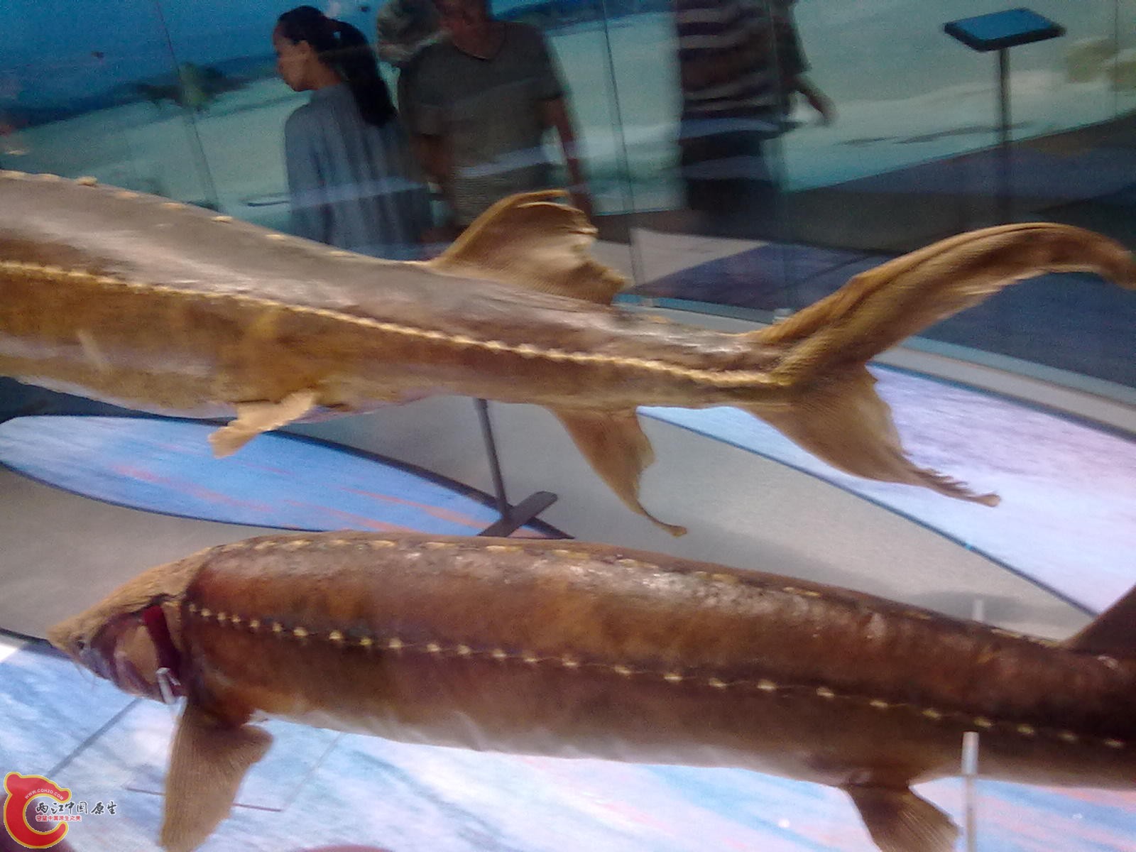 20110709506.jpg