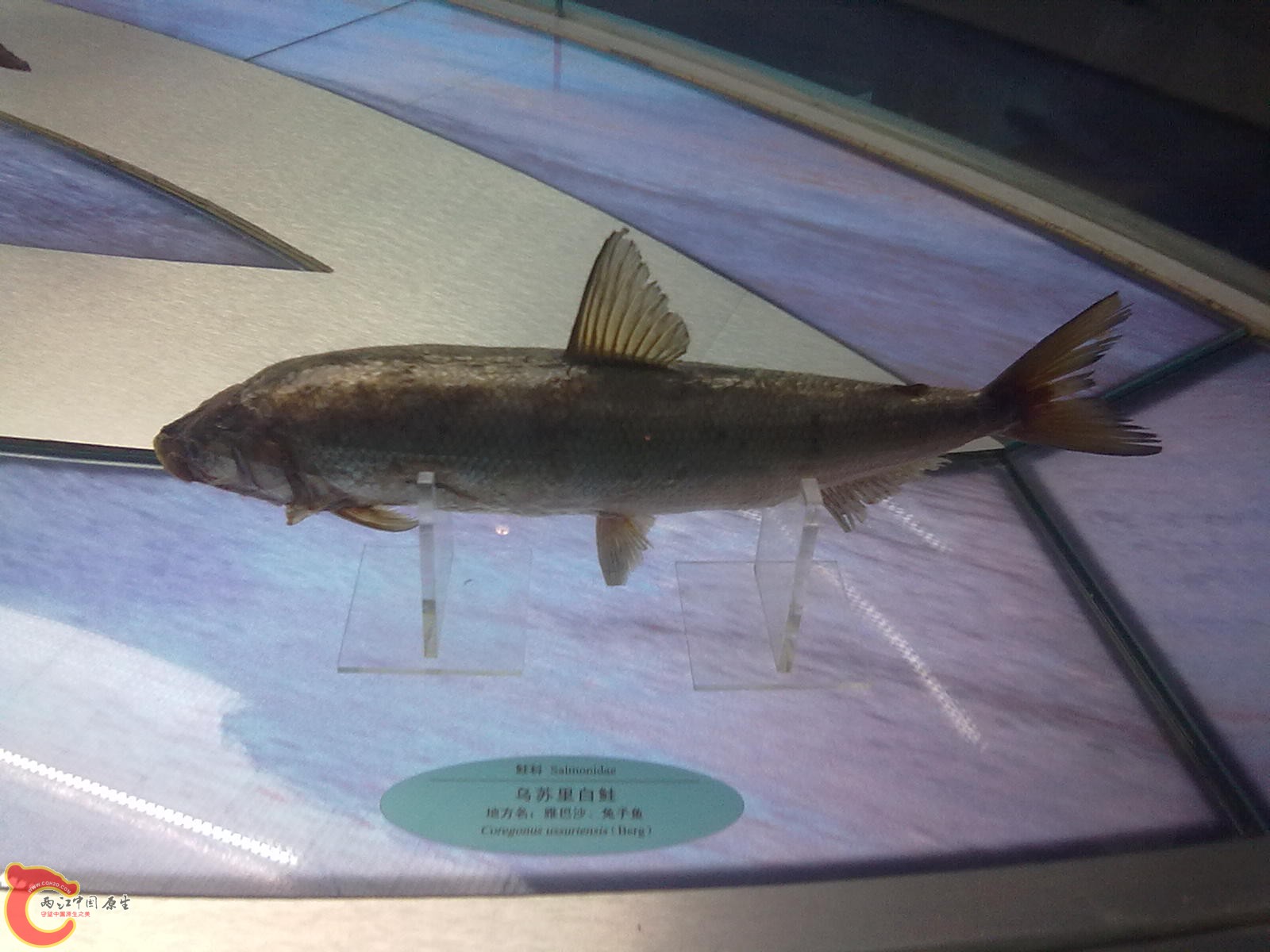 20110709507.jpg