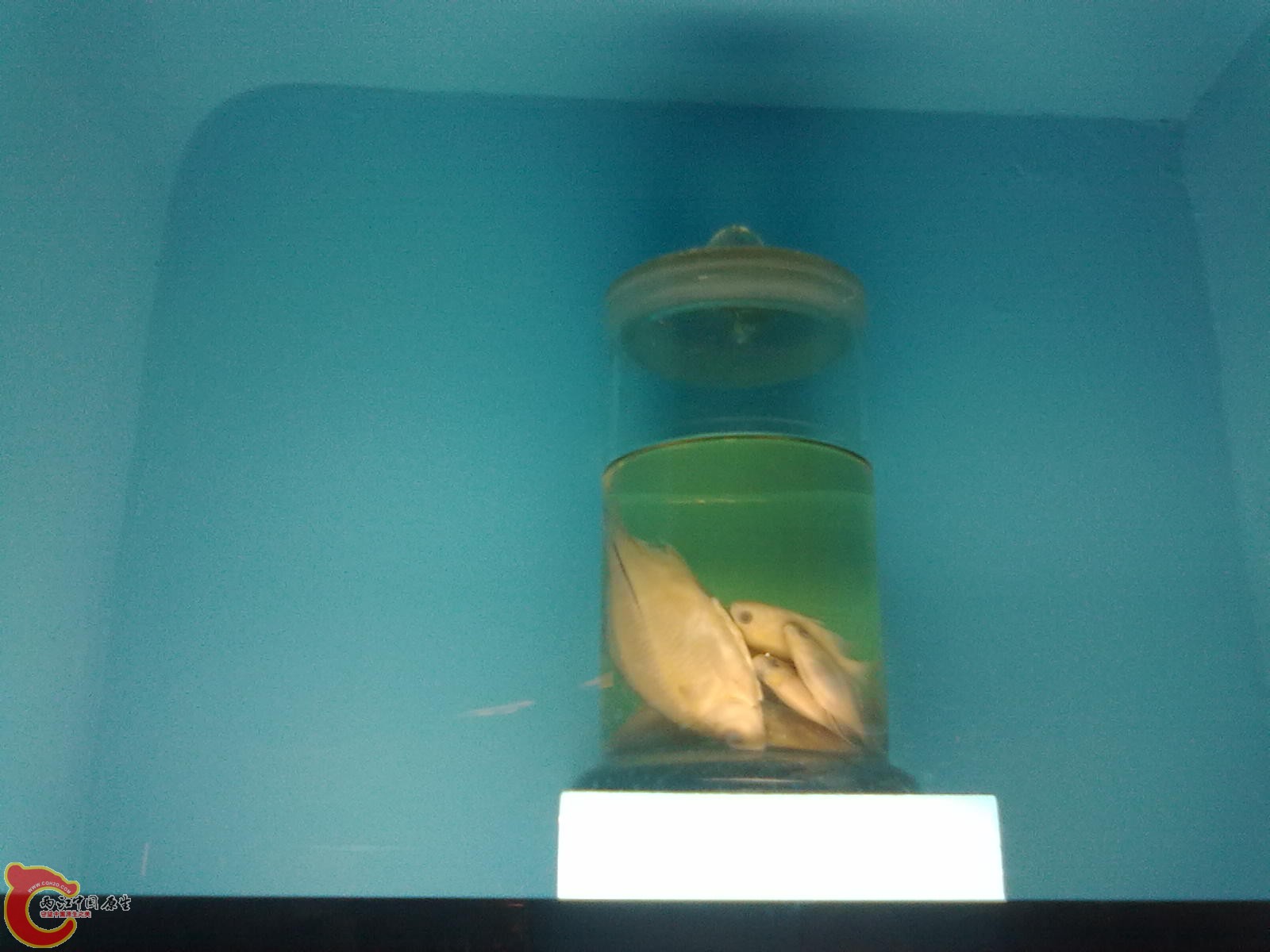 20110709518.jpg
