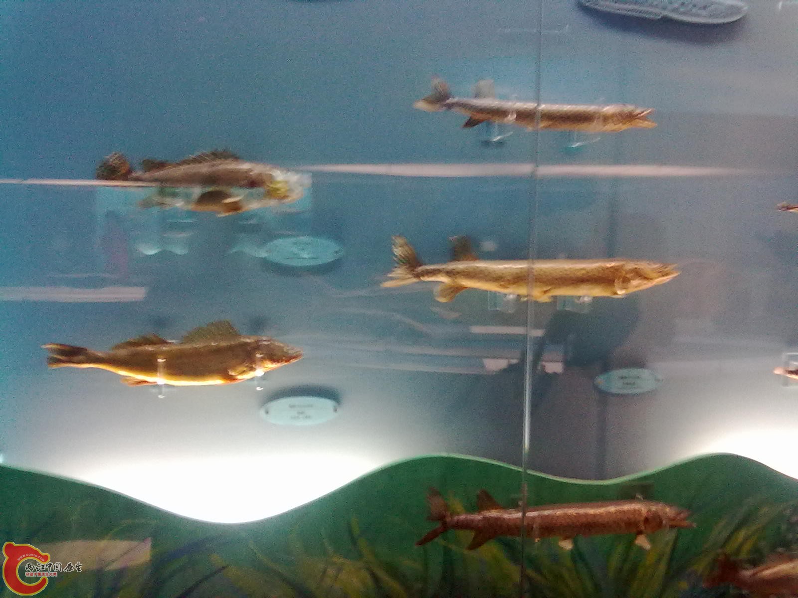 20110709524.jpg