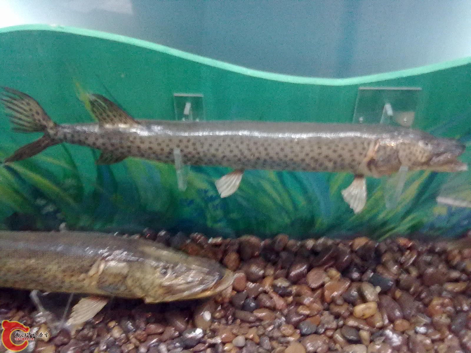 20110709525.jpg
