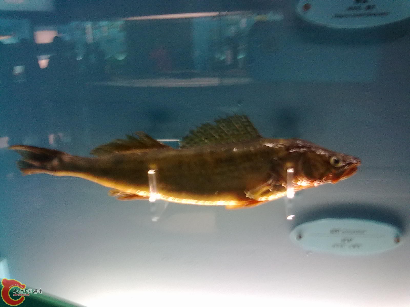 20110709529.jpg