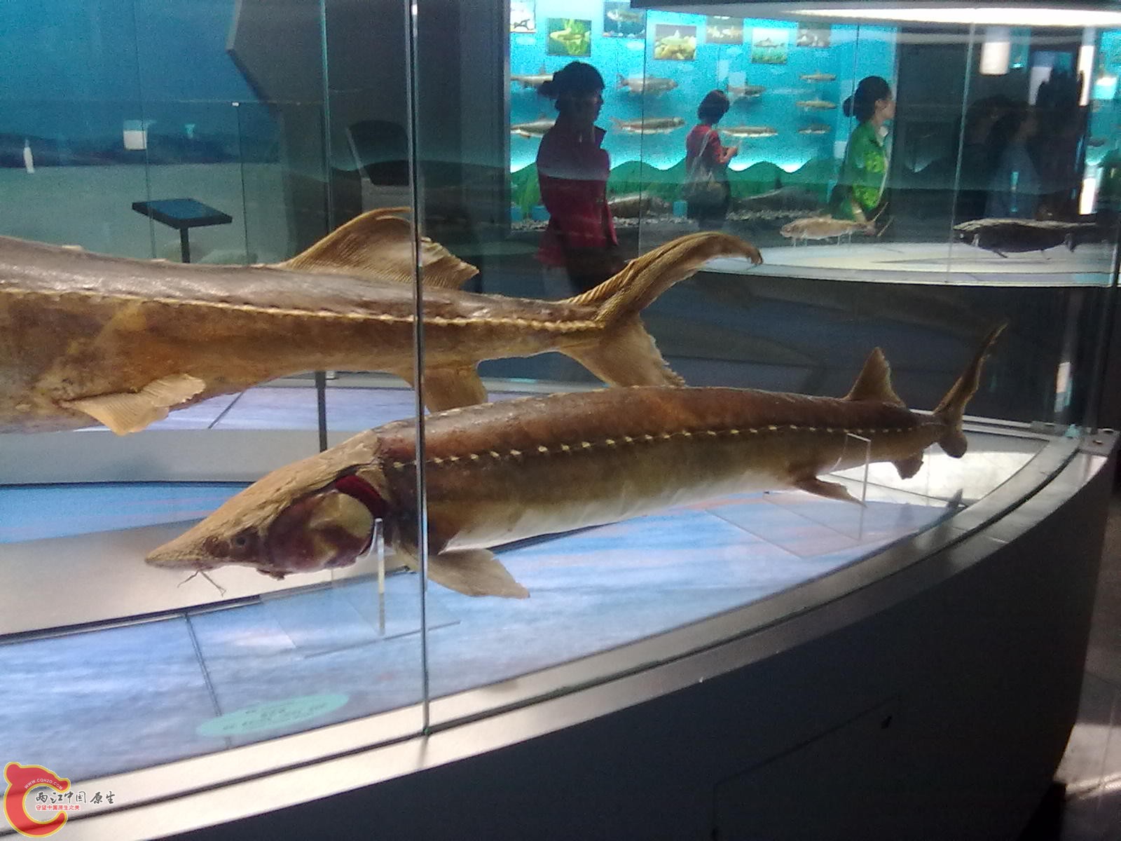 20110709532.jpg