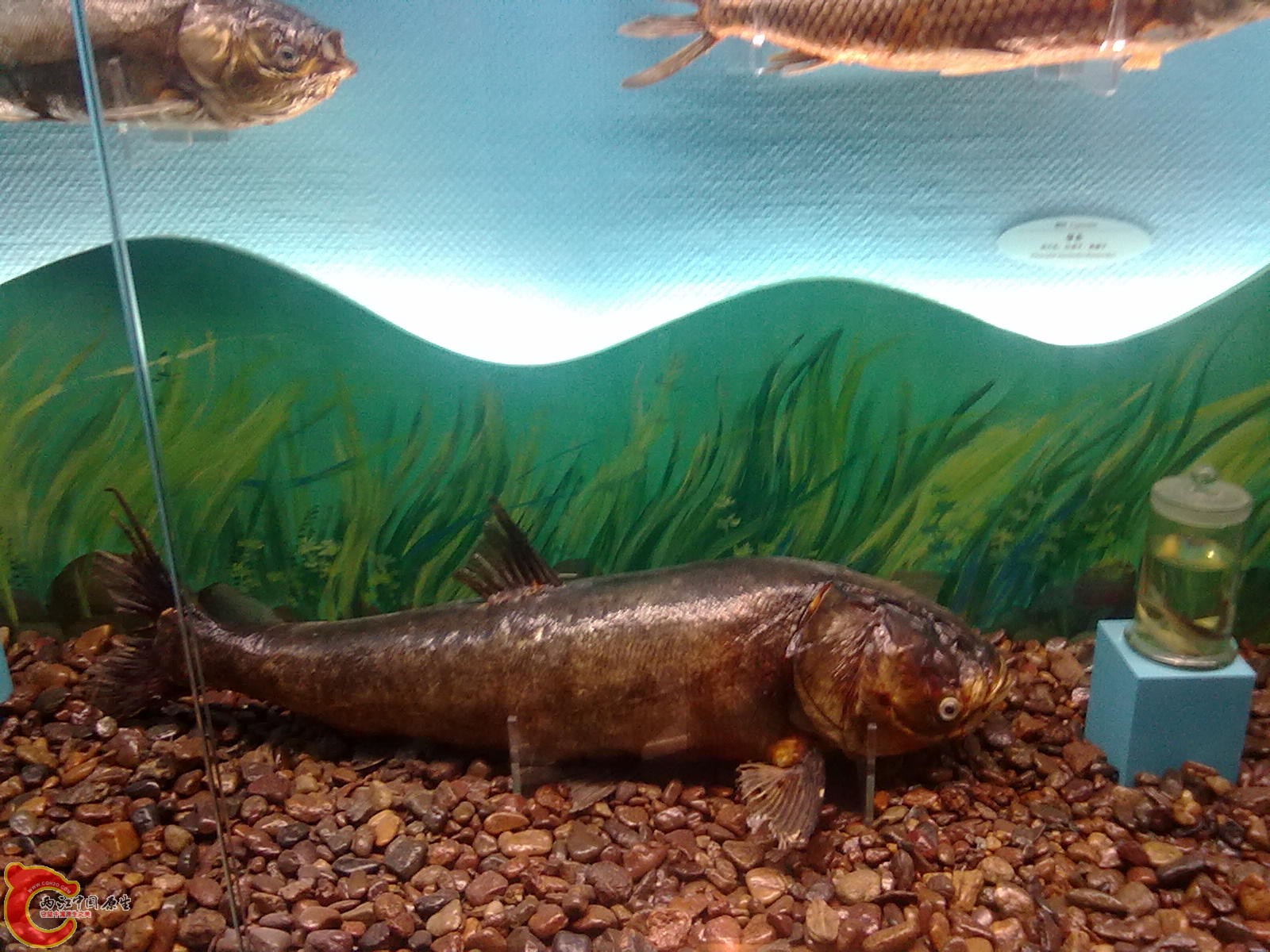 20110709534.jpg