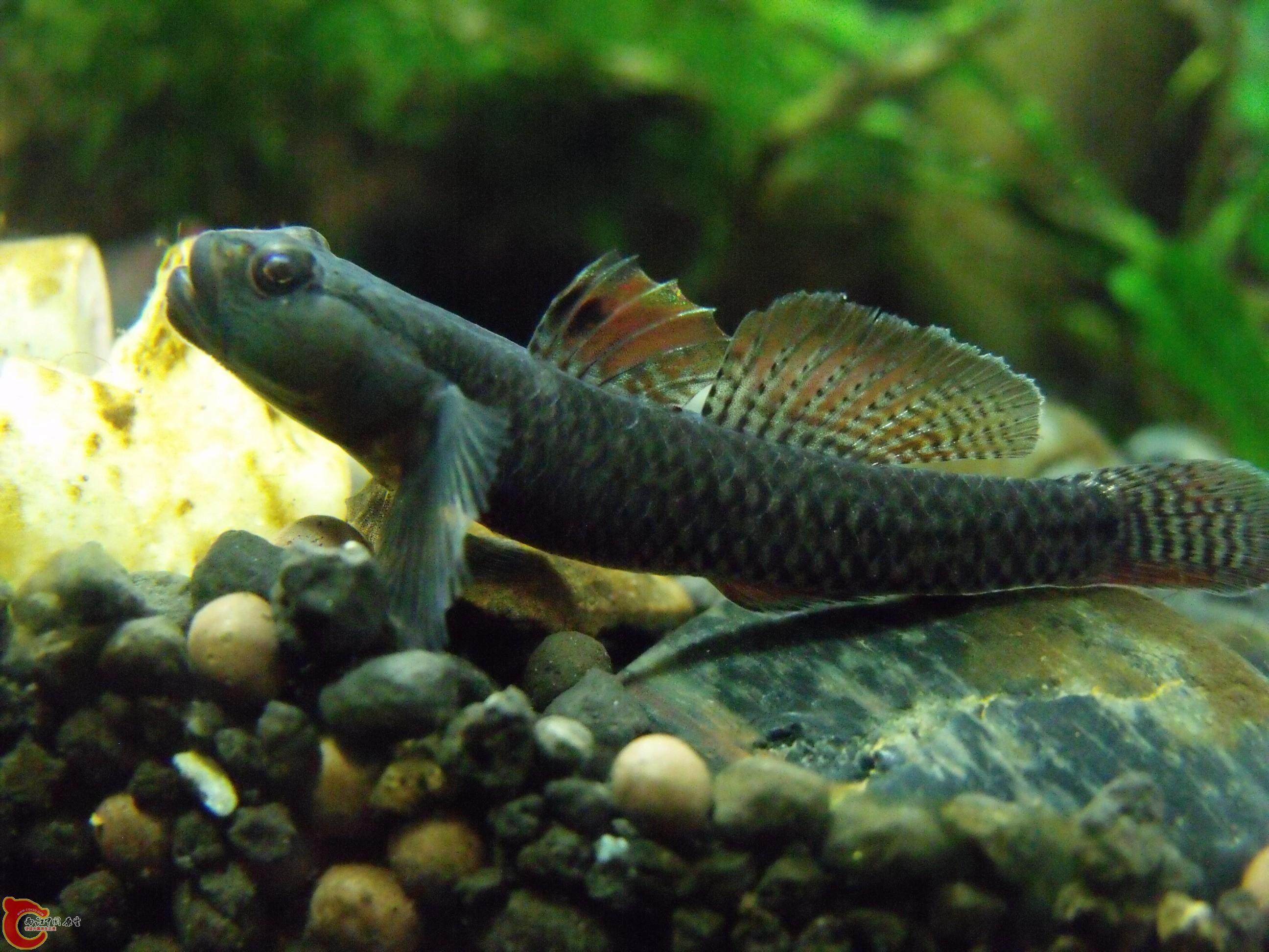 这健壮的体型。。。