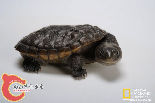 鳞背长颈龟是新几内亚的土生物种，有18厘米长的壳和能嚼碎蜗牛的强劲颌骨，闻起来就像臭鼬。一位科学家说过 ...