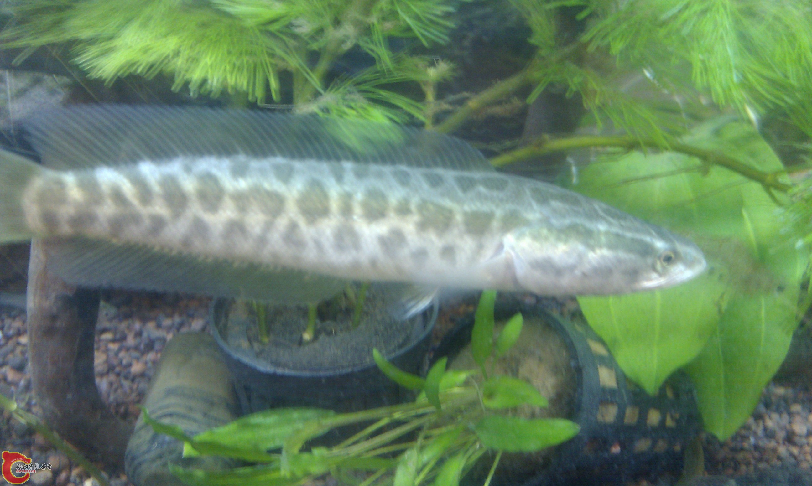 IMAG0052.jpg
