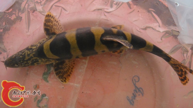 DSC05979_缩小大小.JPG