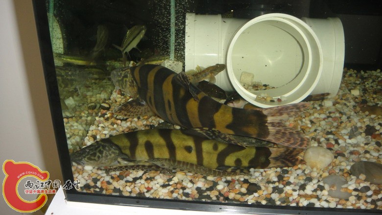 DSC05990_缩小大小.JPG