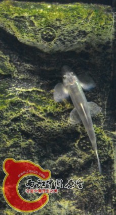 是什么鳅？