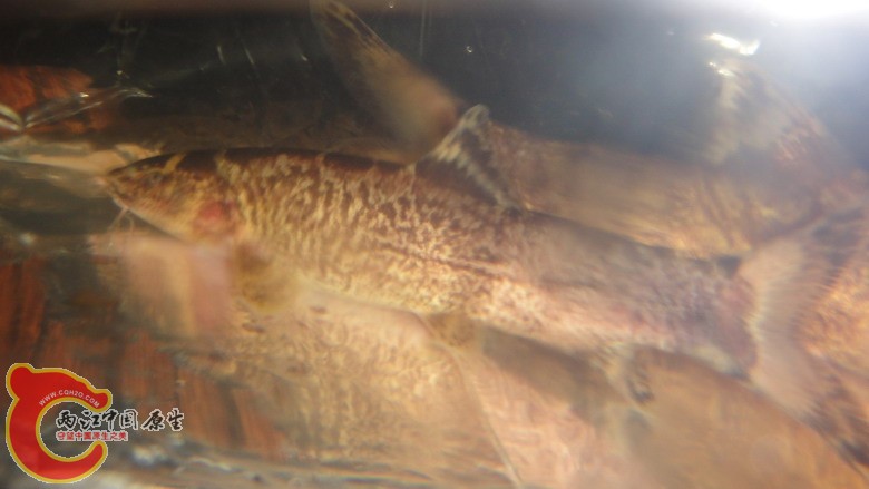 DSC06024_缩小大小.JPG