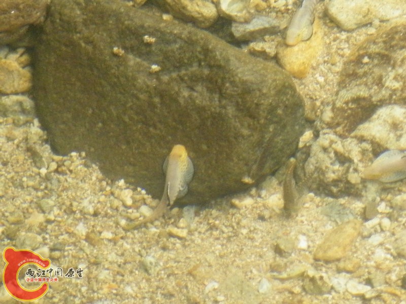 DSCF0022.JPG