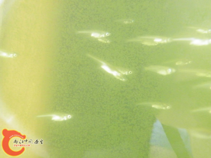 青鳉2