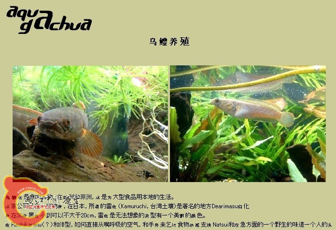 狗哥的sb翻译.jpg