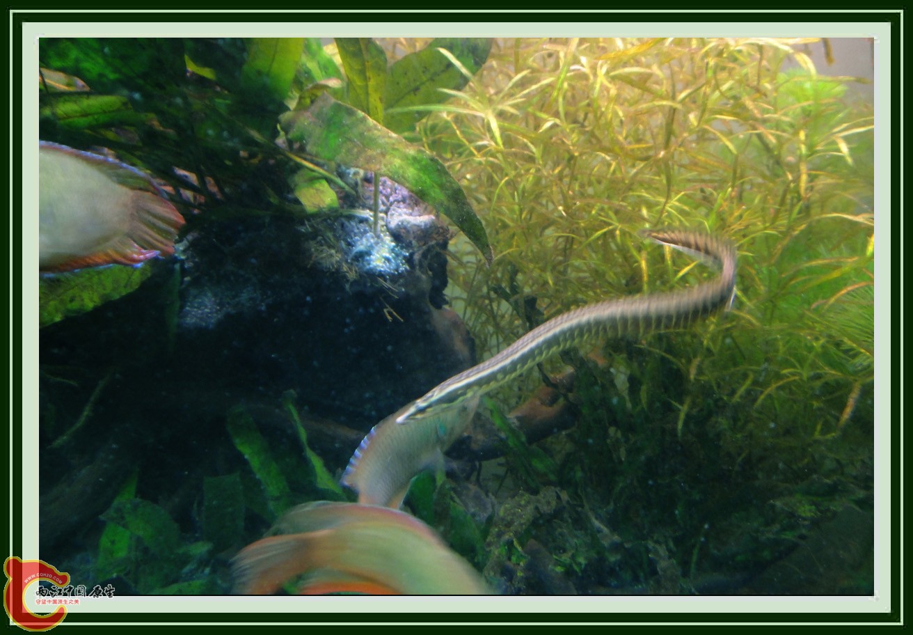 刺鳅DSC00631.JPG