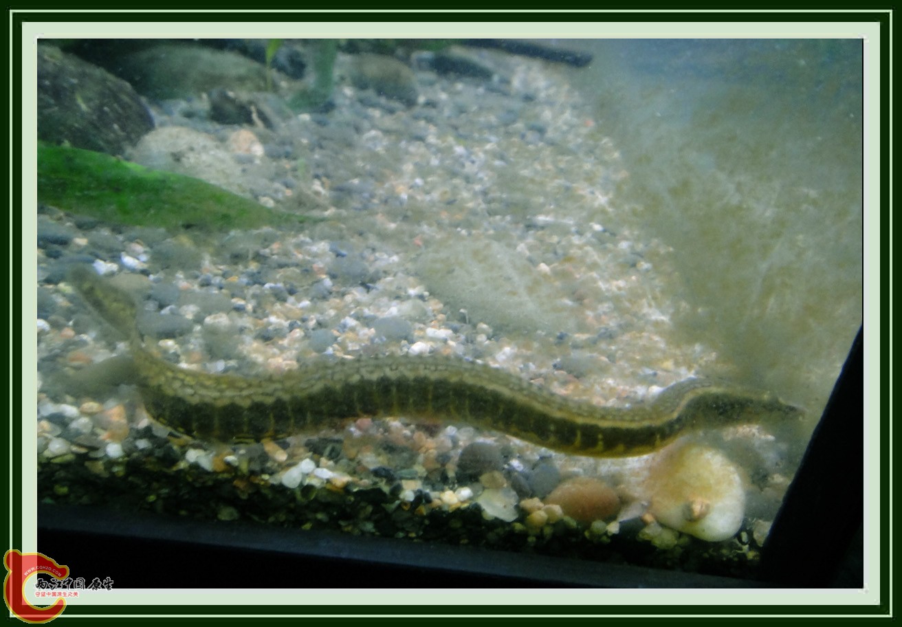 刺鳅DSC00641.JPG