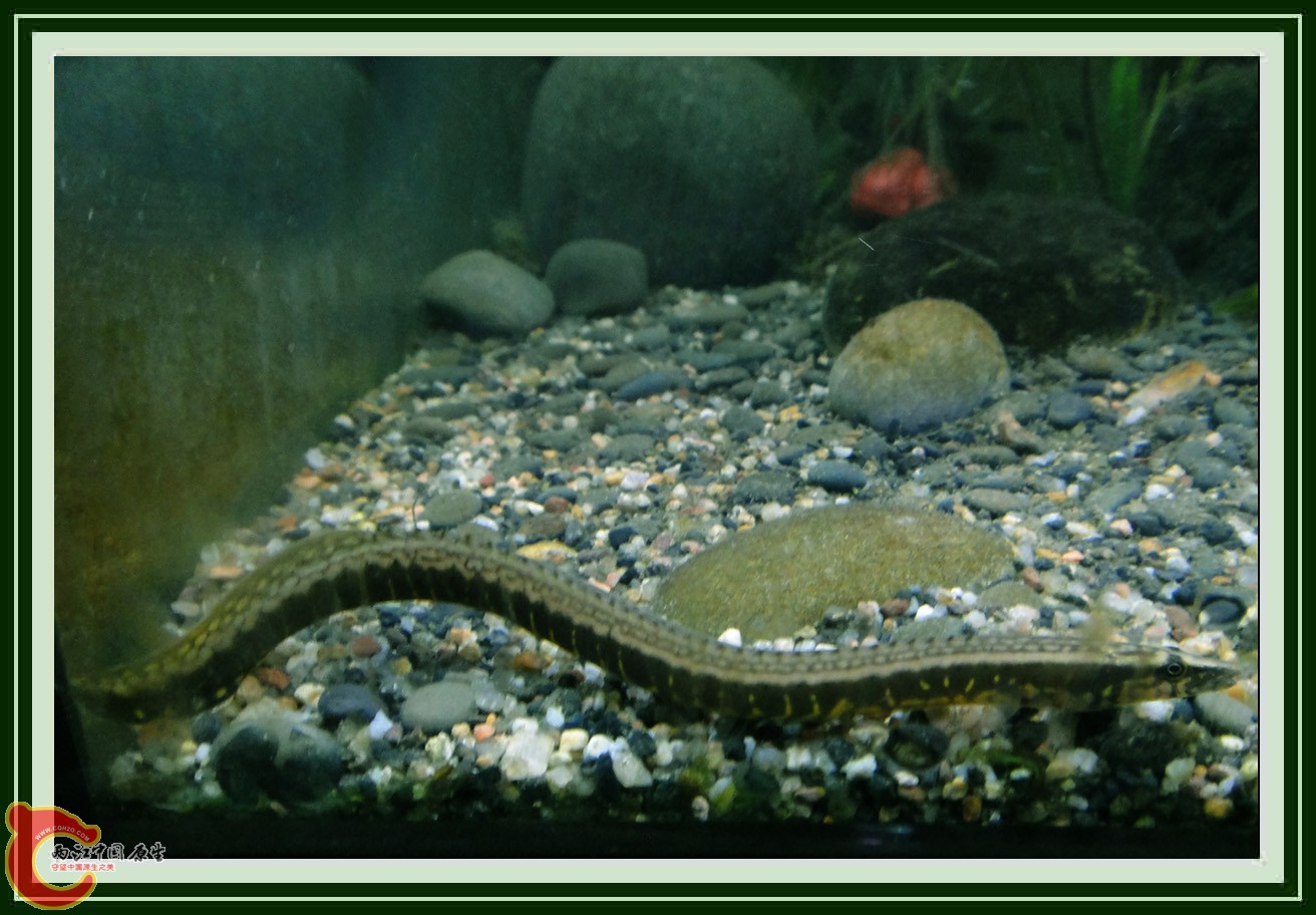 刺鳅DSC00720.JPG