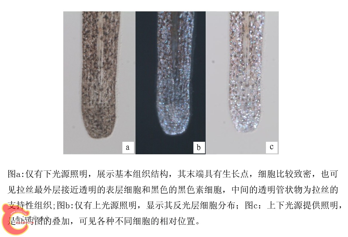 图4 不同光源条件下的拉丝末端放大图.jpg