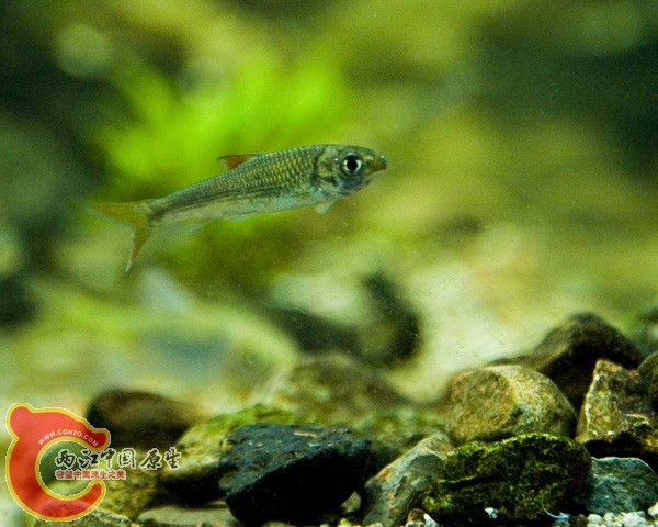 福建产，什么鱼