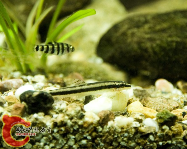 福建采集的小泉