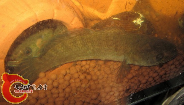 2011-07-27_21-54-17.JPG