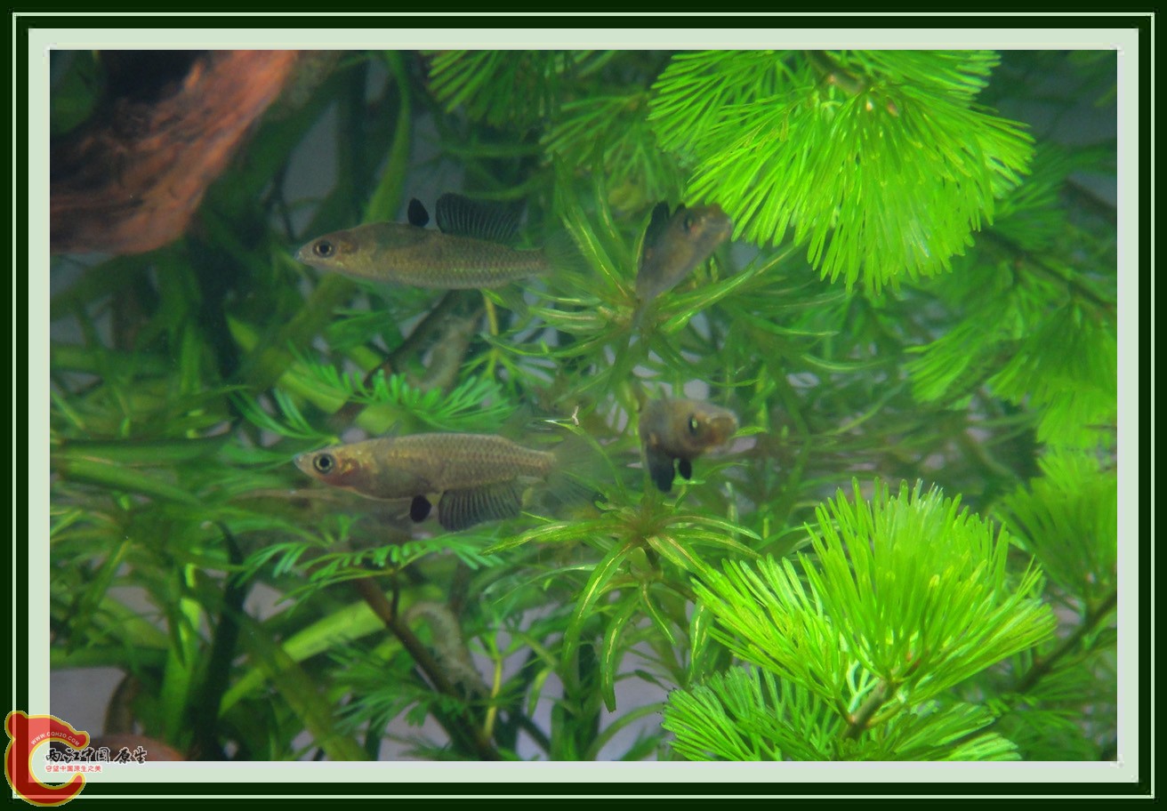 青鳉DSC00235.JPG