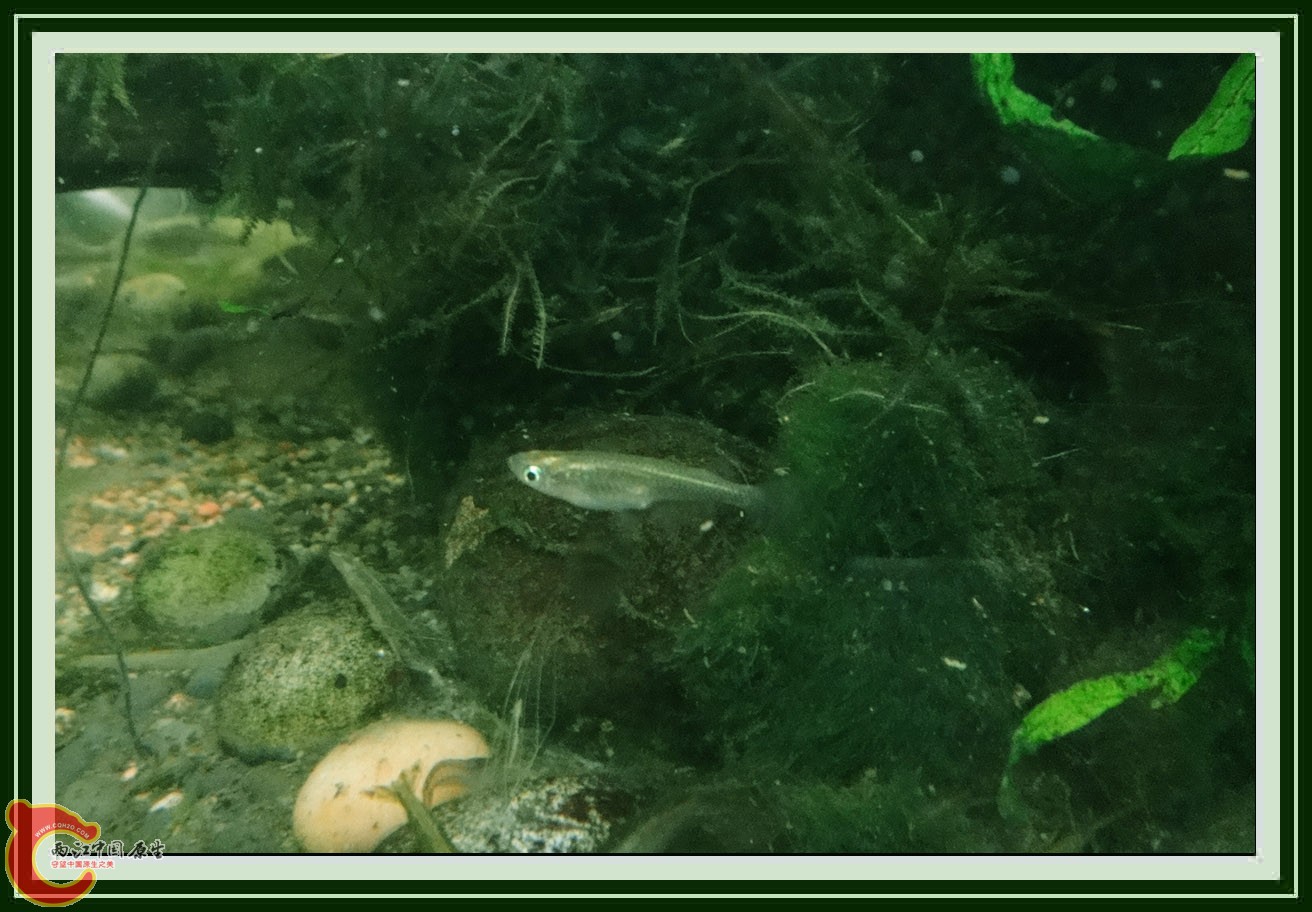 青鳉DSC00015.JPG
