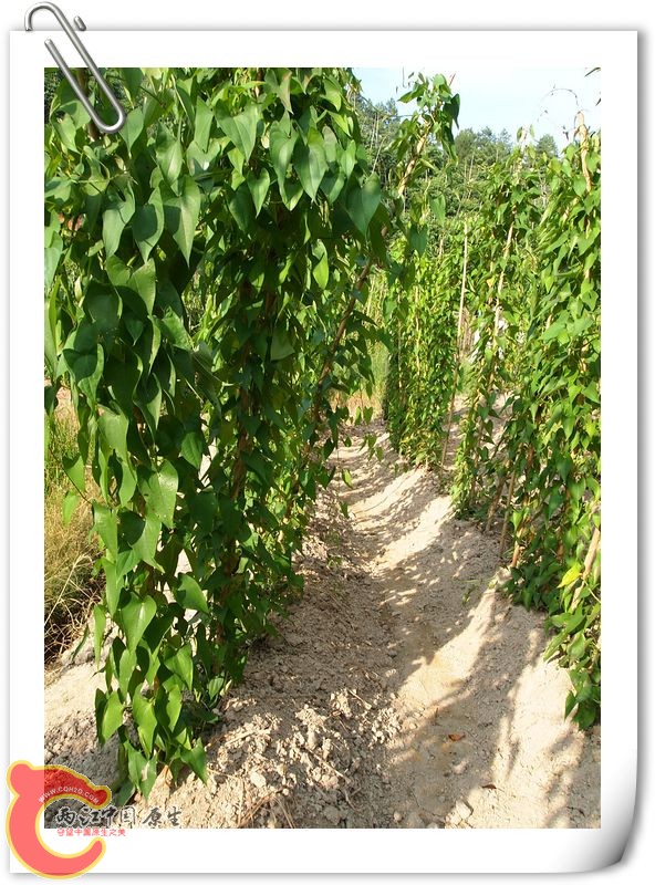 nEO_IMG_旋转 P7313432.jpg