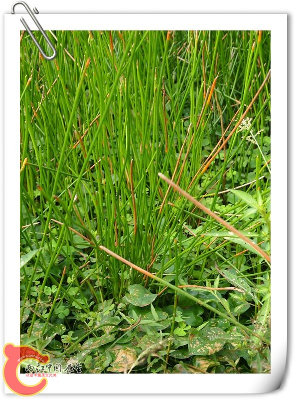 nEO_IMG_旋转 P7313428.jpg