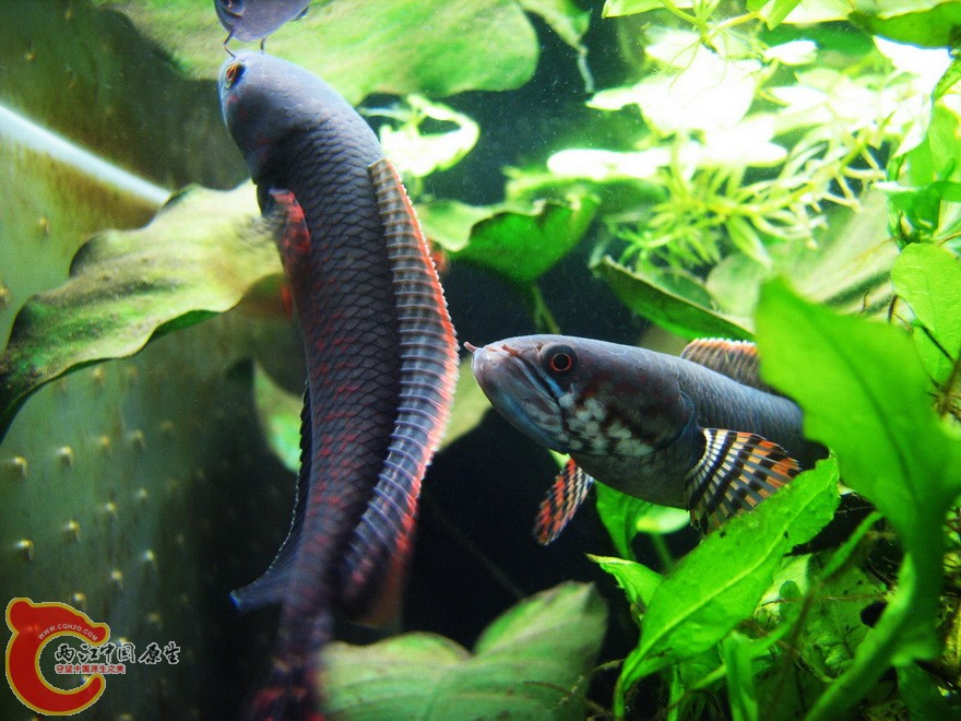snakehead010.jpg