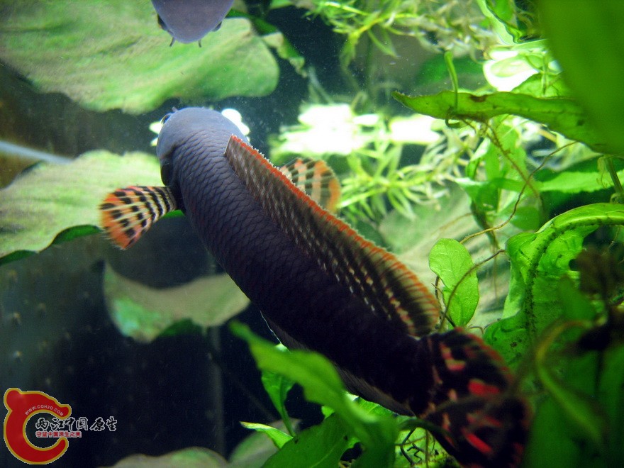 snakehead011.jpg