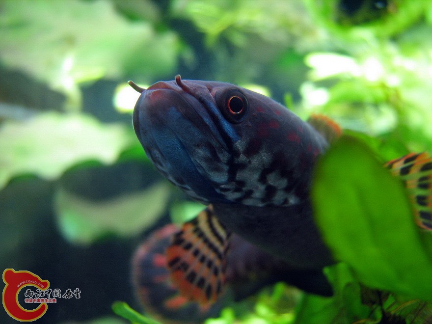 snakehead012.jpg