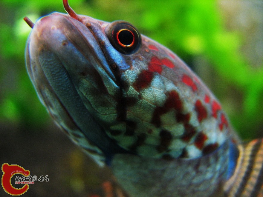 snakehead013.jpg