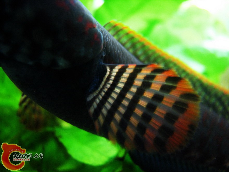 snakehead014.jpg