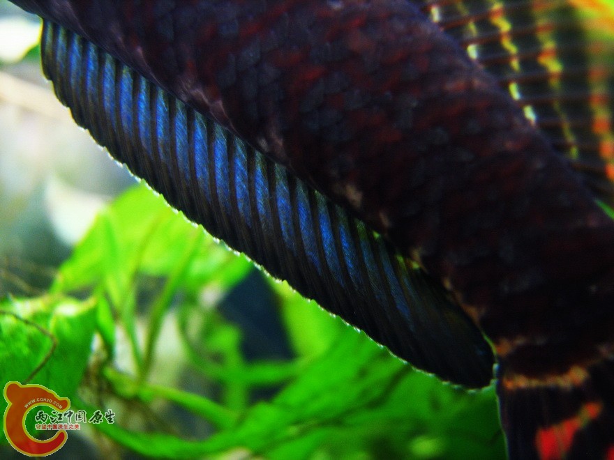 snakehead015.jpg