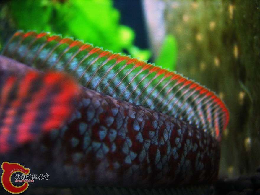 snakehead016.jpg