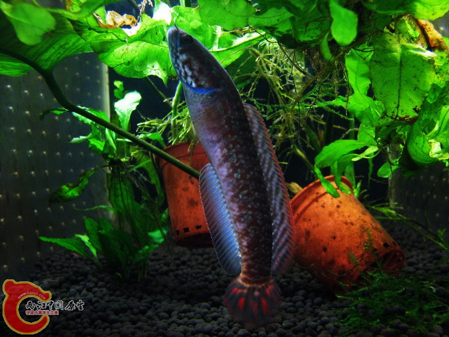snakehead017.jpg