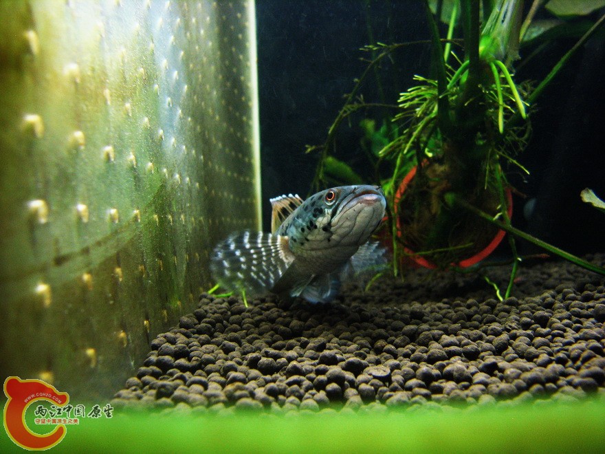 snakehead018.jpg