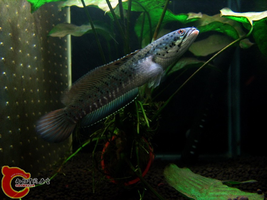 snakehead019.jpg