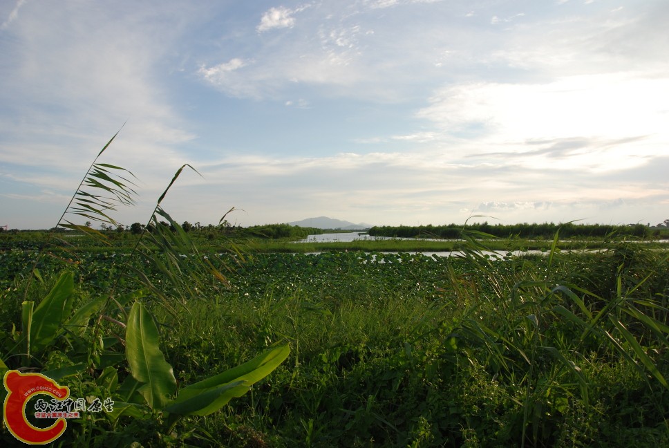南沙湿地2